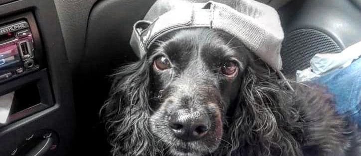 Requisitos de entrada con mascotas a España