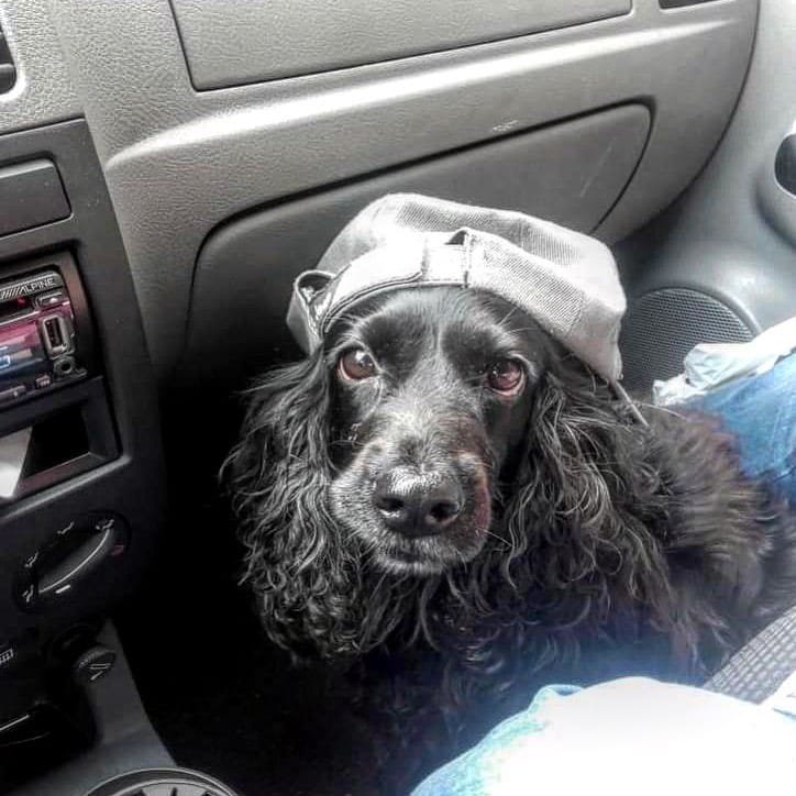 Requisitos de entrada con mascotas a España